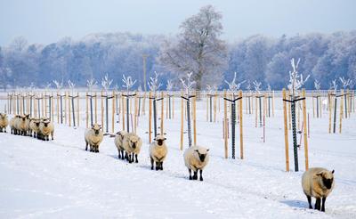 Hof Grüneberg: Schafe im Winter.