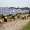 Schafe weiden zwischen den Solarfeldern in Leegebruch