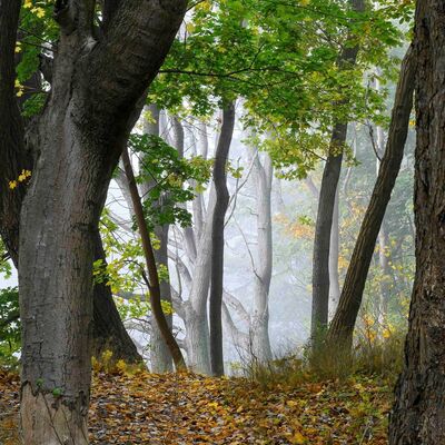 herbstliches Waldbild