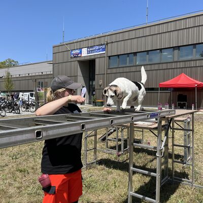 Ein Rettungshund über eine Übungsleiter, angeleitet von einer Helferin. Im Hintergrund befindet sich das Technik- und Ausbildungszentrum (TAZ).