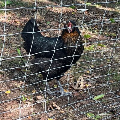 Ein dunkles Huhn hinter einem Zaun. 