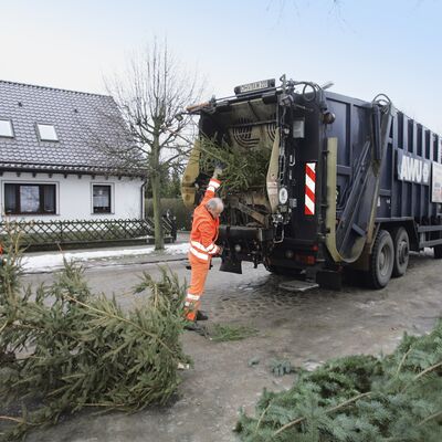 Weihnachtsbaumsammlung