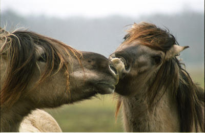 Liebenthaler Pferde gehen auf Tuchfühlung 
