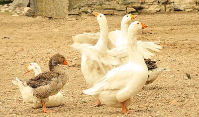 Freilaufende Enten und Gänse