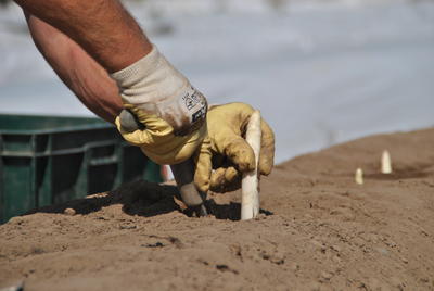 Die Spargelsaison l&auml;uft in Oberhavel derzeit auf Hochtouren.