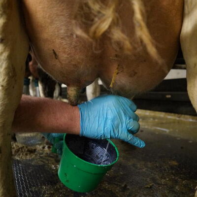 Praktische Ausbildung in der Landwirtschaftsschule