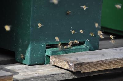Bienen im Anflug auf ihren Bienenstock