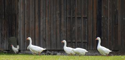 Geflügel auf Wiese vor Stall.