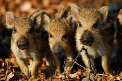 Landkreis Oberhavel verl&auml;ngert Erlass der Kosten f&uuml;r Trichinenuntersuchungen.
