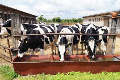 K&uuml;he bei der 23. Brandenburger Landpartie.