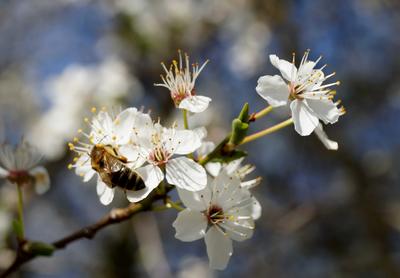 Biene auf Bl&uuml;ten