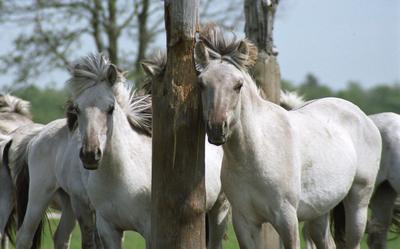 Besonders ursprüngliche Zucht: Die Liebenthaler Pferde.