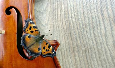 Violine und Schmetterling.  