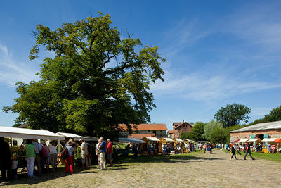 Maulbeerfest der Initiative Zernikow e.V.
