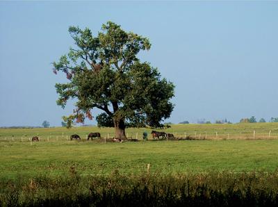 Naturidyll - Baum mit Pferden