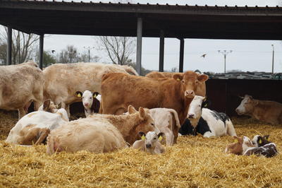 Landwirte und alle an der Landwirtschaft Interessierte in der Region haben in den kommenden Wochen und Monaten wieder die M&ouml;glichkeit, sich an der Landwirtschaftsschule Luisenhof weiterzubilden.