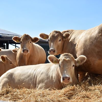 Landwirtschaft
