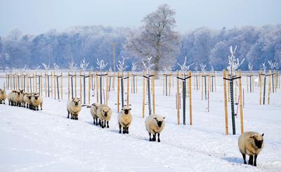 Hof Gr&uuml;neberg: Schafe im Winter.