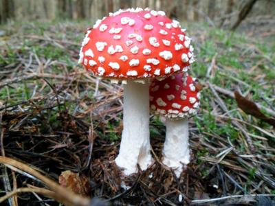 Fliegenpilz (Amanita muscaria)