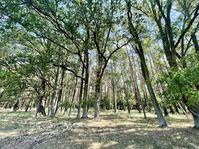 Waldgebiet Schleuener Heide