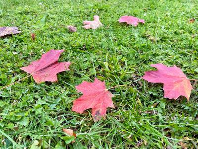 Laub im Herbst