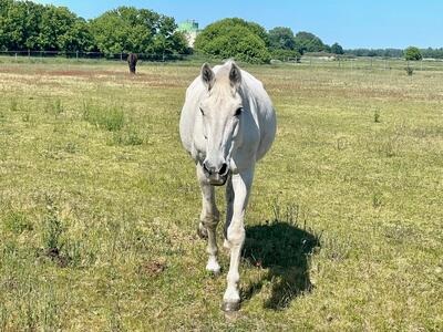 Landwirtschaftsschule bietet Kurs für Pferdehalter an