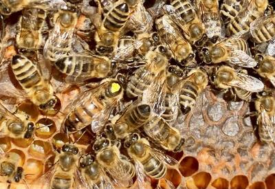 2024 05 21 Bienenkönigin